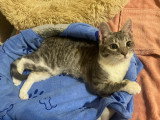 En attente d'adoption : chaton femelle tigré gris de 5 mois