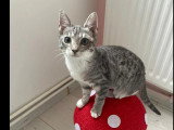 En attente d'adoption : chaton femelle tigré gris de 5 mois