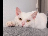 À la recherche d'une famille : chatte blanche de 11 ans