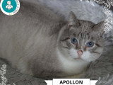 Bel Apollon, typé Siamois à adopter en association