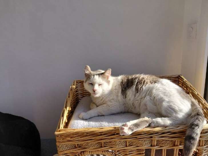 Renaud, matou d'amour tigré et blanc à adopter en association