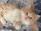 Berlioz