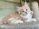 Berlioz