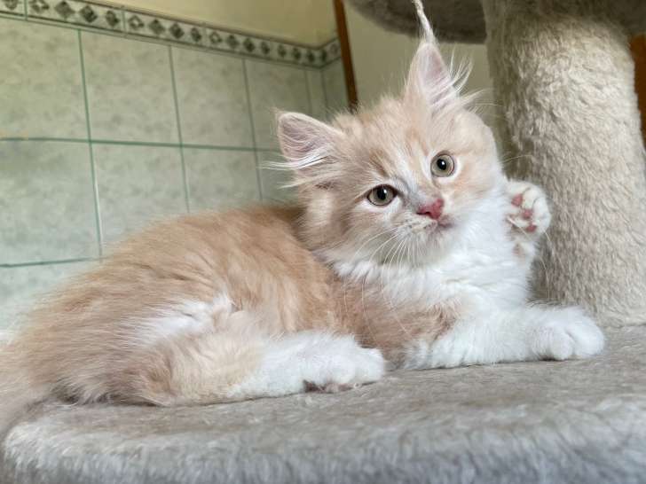 Berlioz