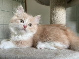 berlioz
