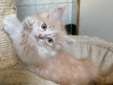 Berlioz