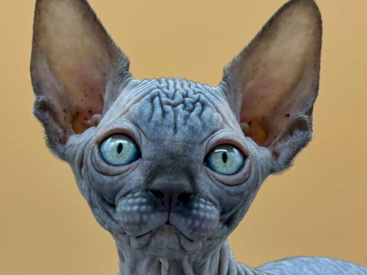 5 superbes chatons Sphynx à vendre