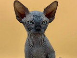 5 superbes chatons Sphynx à vendre