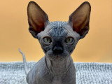 5 superbes chatons Sphynx à vendre