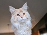 Chat Maine Coon LOOF disponible à la saillie né en juin 2022