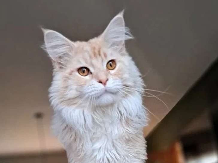 Chat Maine Coon LOOF disponible à la saillie né en juin 2022