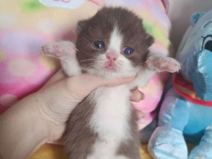 5 chatons British Shorthair LOOF lilas et chocolat bicolore à réserver