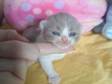 5 chatons British Shorthair LOOF lilas et chocolat bicolore à réserver