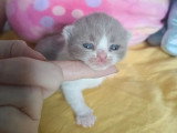 Portée British Shorthair LOOF 5 chatons lilas et chocolat bicolore