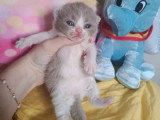 Portée British Shorthair LOOF 5 chatons lilas et chocolat bicolore