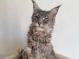 Chatte Maine Coon non LOOF à vendre née en décembre 2024