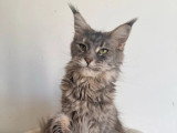 Chaton femelle Maine Coon non LOOF disponible Charente-Maritime