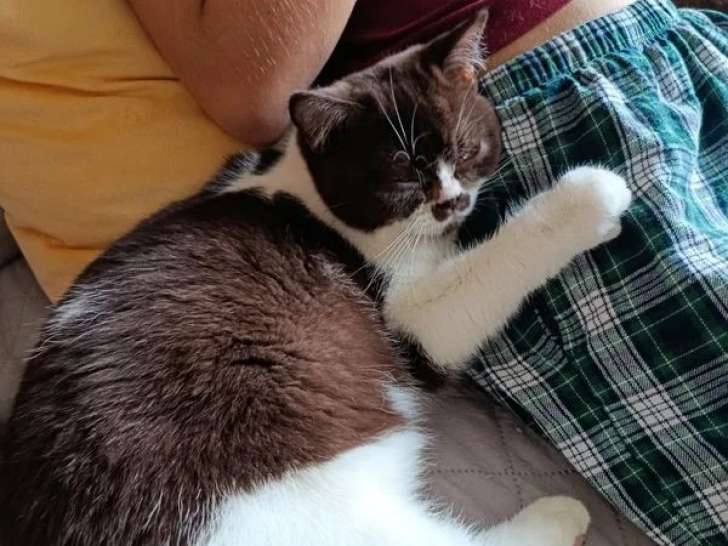 Chaton British Shorthair chocolat bicolore mâle LOOF à vendre