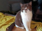 Chaton British Shorthair chocolat bicolore mâle LOOF à vendre