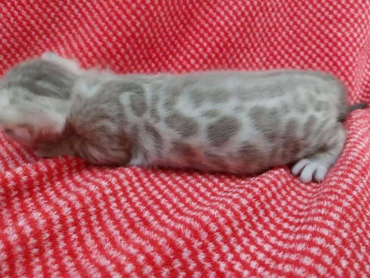 Portée Bengal LOOF mars 2026 chatons disponibles mi-juin