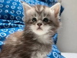 2 chatons Maine Coon mâles LOOF nés en mars 2026 à vendre