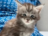 2 chatons Maine Coon mâles LOOF nés en mars 2026 à vendre