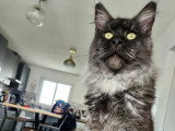 Chat Maine Coon noir smoke LOOF disponible à la saillie