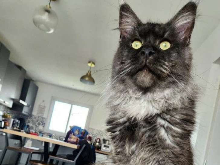 Chat Maine Coon noir smoke LOOF disponible à la saillie