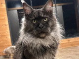 Chat Maine Coon noir smoke LOOF disponible à la saillie