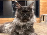 Chat Maine Coon noir smoke LOOF disponible à la saillie