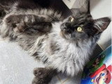 Chat Maine Coon noir smoke LOOF disponible à la saillie