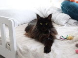 Chatte Maine Coon noire LOOF à vendre
