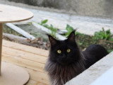 Chatte Maine Coon noire LOOF à vendre
