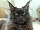 Chatte Maine Coon noire LOOF à vendre