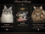 Réservation de 4 chatons Maine Coon LOOF nés en mars 2026