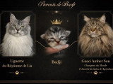 Réservation de 4 chatons Maine Coon LOOF nés en mars 2026