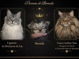 Réservation de 4 chatons Maine Coon LOOF nés en mars 2026