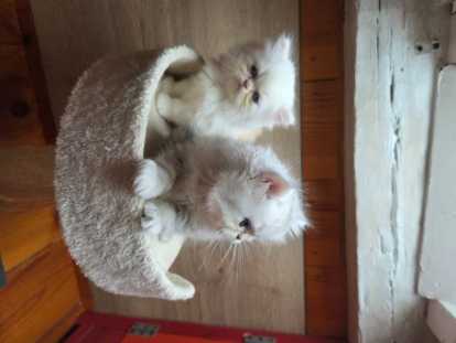 Chatons Ppersan à vendre