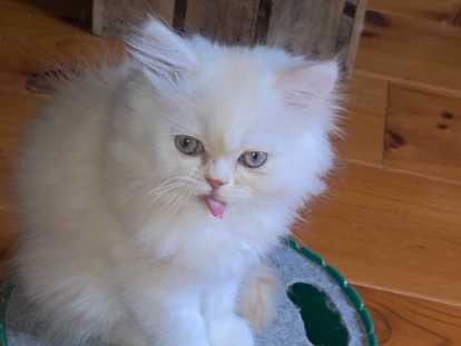 Chatons Ppersan à vendre