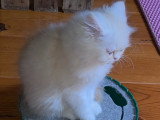 Chatons Ppersan à vendre