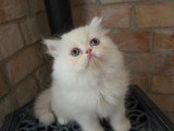 Chatons Ppersan à vendre