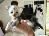 5 chatons Maine Coon nés en mars 2026 non LOOF à réserver