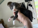 5 chatons Maine Coon nés en mars 2026 non LOOF à réserver