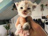 5 chatons Maine Coon nés en mars 2026 non LOOF à réserver