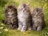 3 chatons Maine Coon LOOF à réserver nés en février 2026