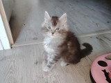 3 chatons Maine Coon LOOF à réserver nés en février 2026