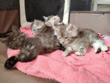 3 chatons Maine Coon LOOF à réserver nés en février 2026
