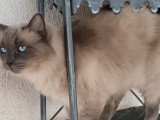 Chat adulte de race Ragdoll à vendre