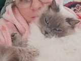 Chatte adulte Ragdoll à vendre