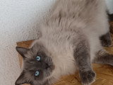 Chatte adulte Ragdoll à vendre